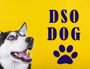 DSO Dog