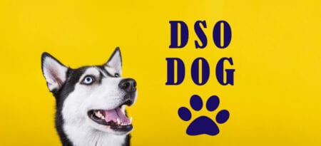 DSO Dog